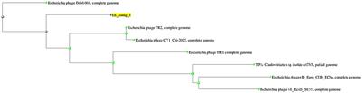 Characterization of ES10 lytic bacteriophage isolated from hospital waste against multidrug-resistant uropathogenic E. coli